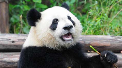 Why are giant pandas endangered. Things To Know About Why are giant pandas endangered. 